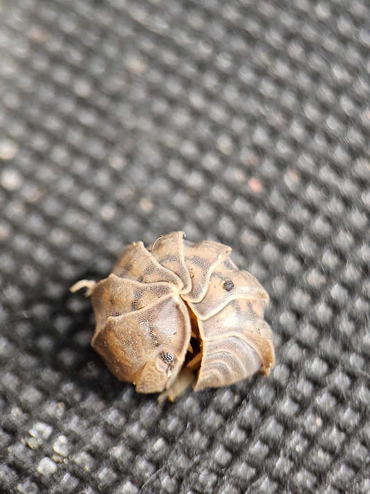 Armadillidae Godzilla