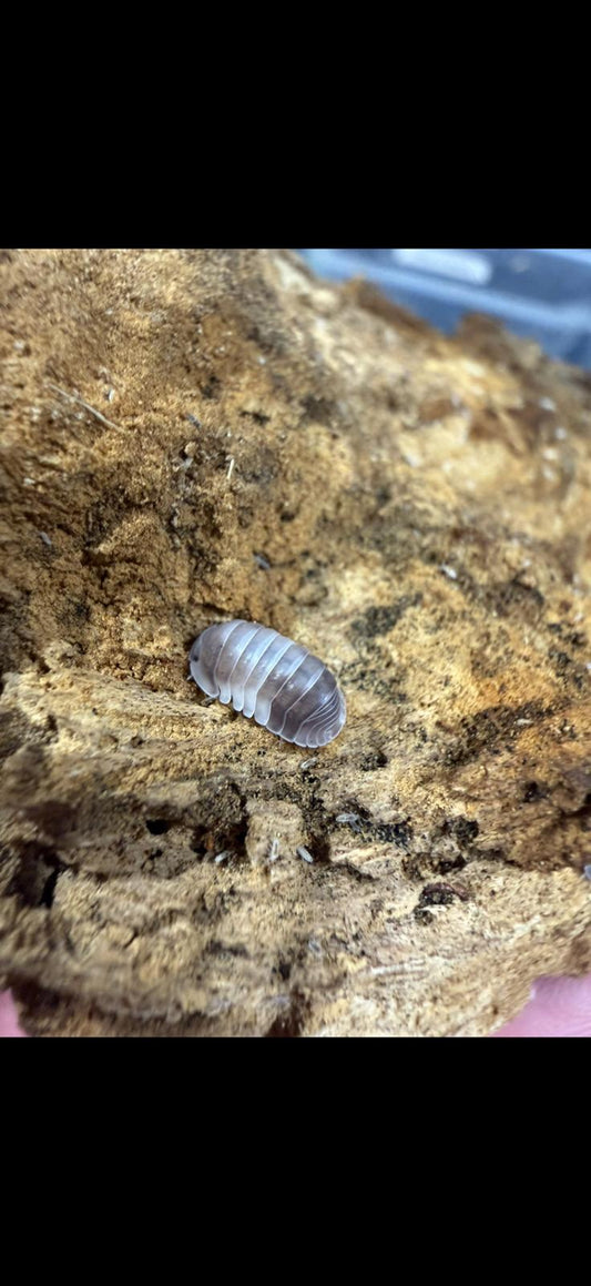 Cubaris sp Crazy Horse