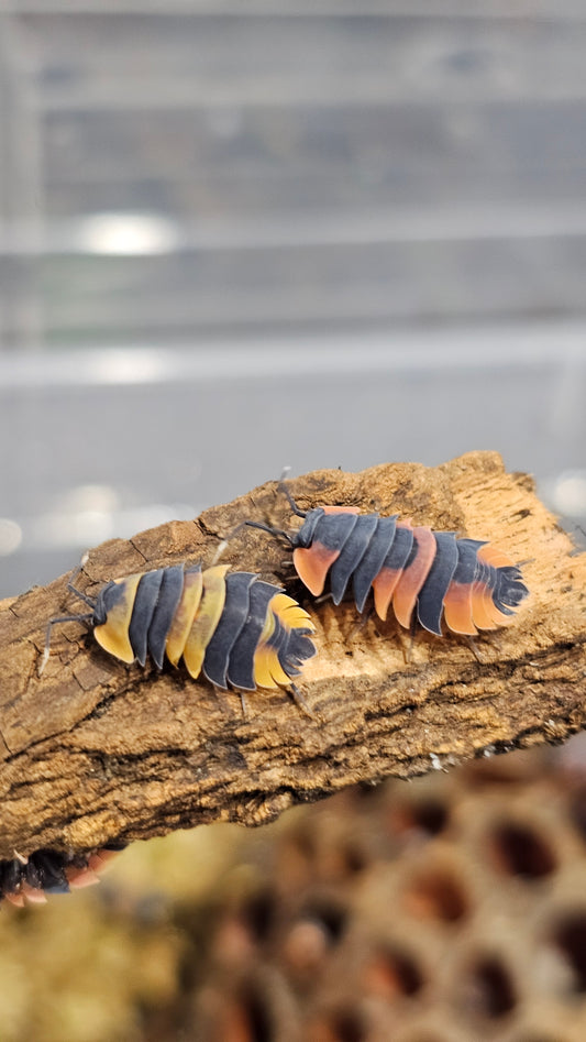 Ardentiella dragon