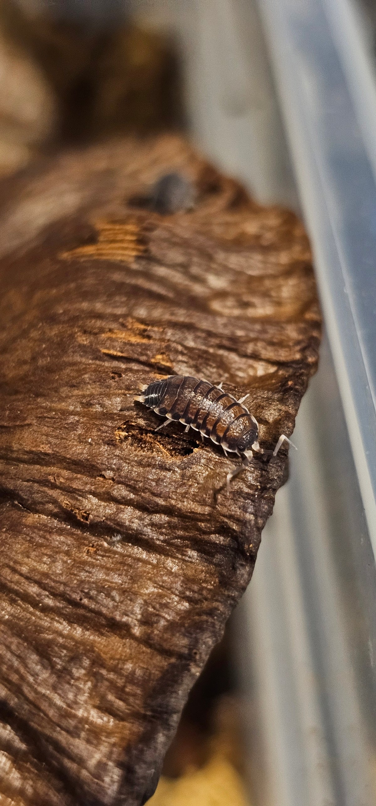 Agnara madagascariensis