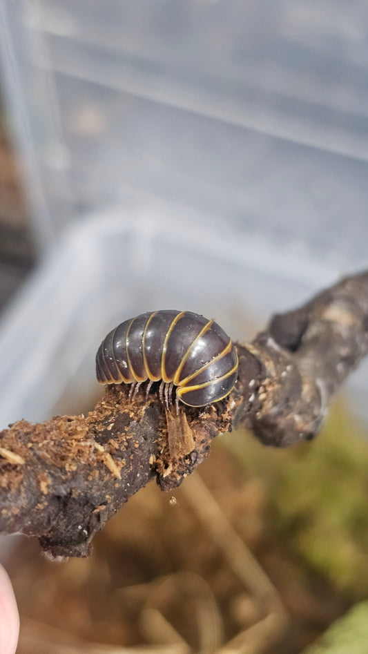 Pill millipede glomerida sp vietnam