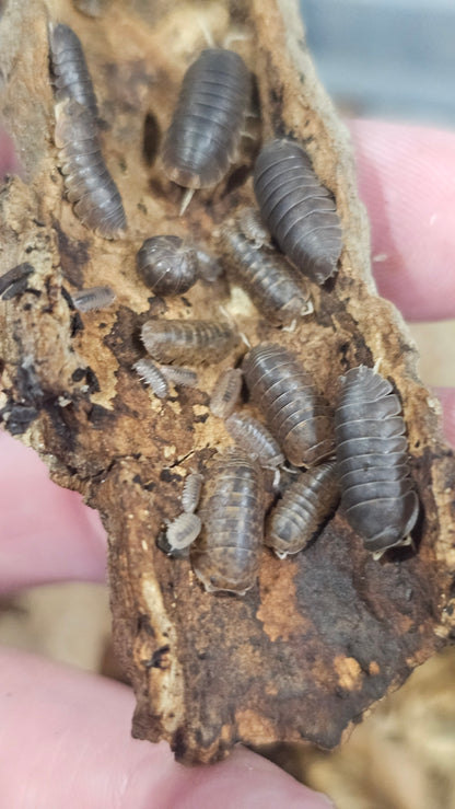 Fillipinodillo nakar