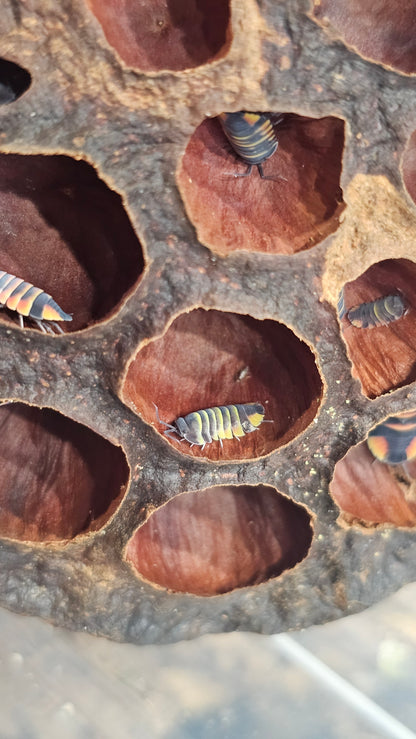 Ardentiella ember bee yellow/orange morph