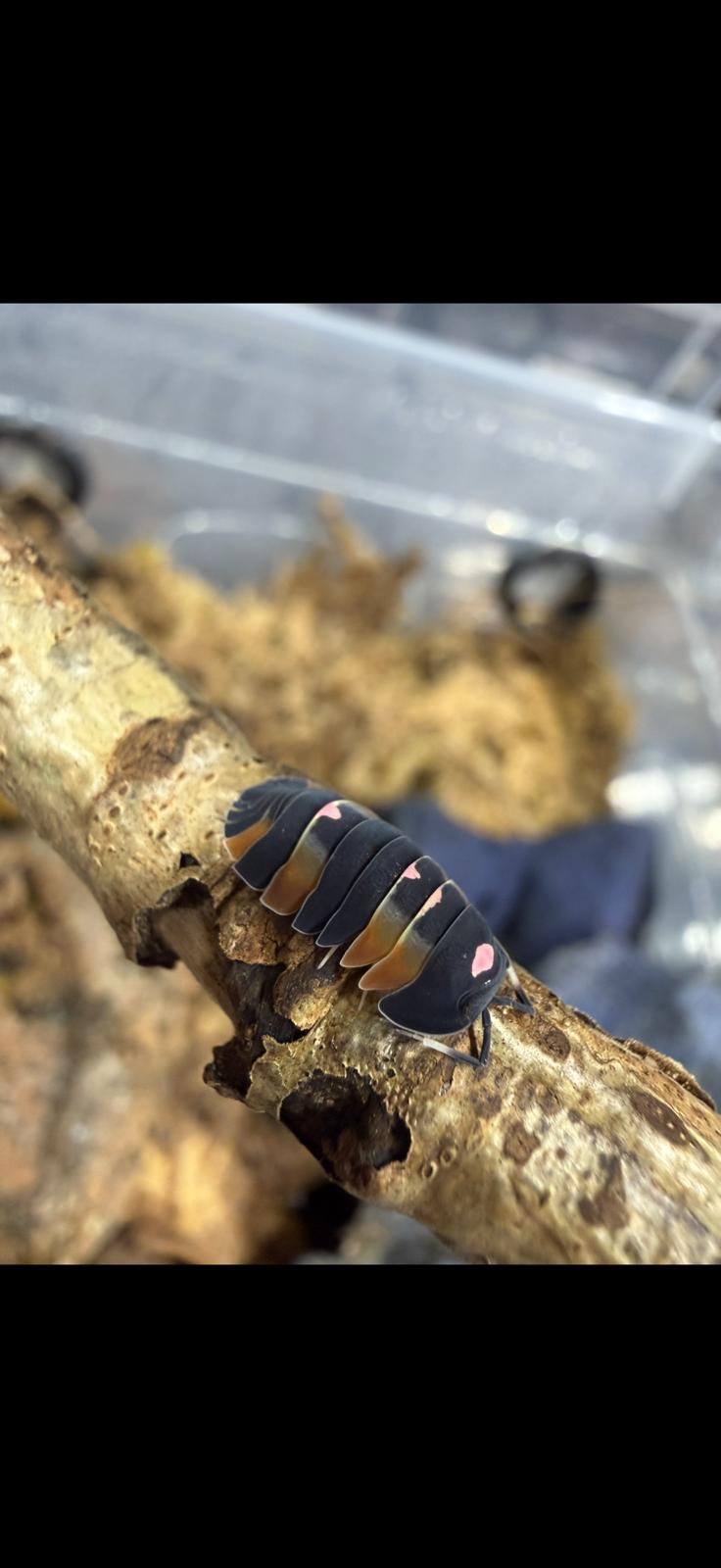 Ardentiella Pink Lambo