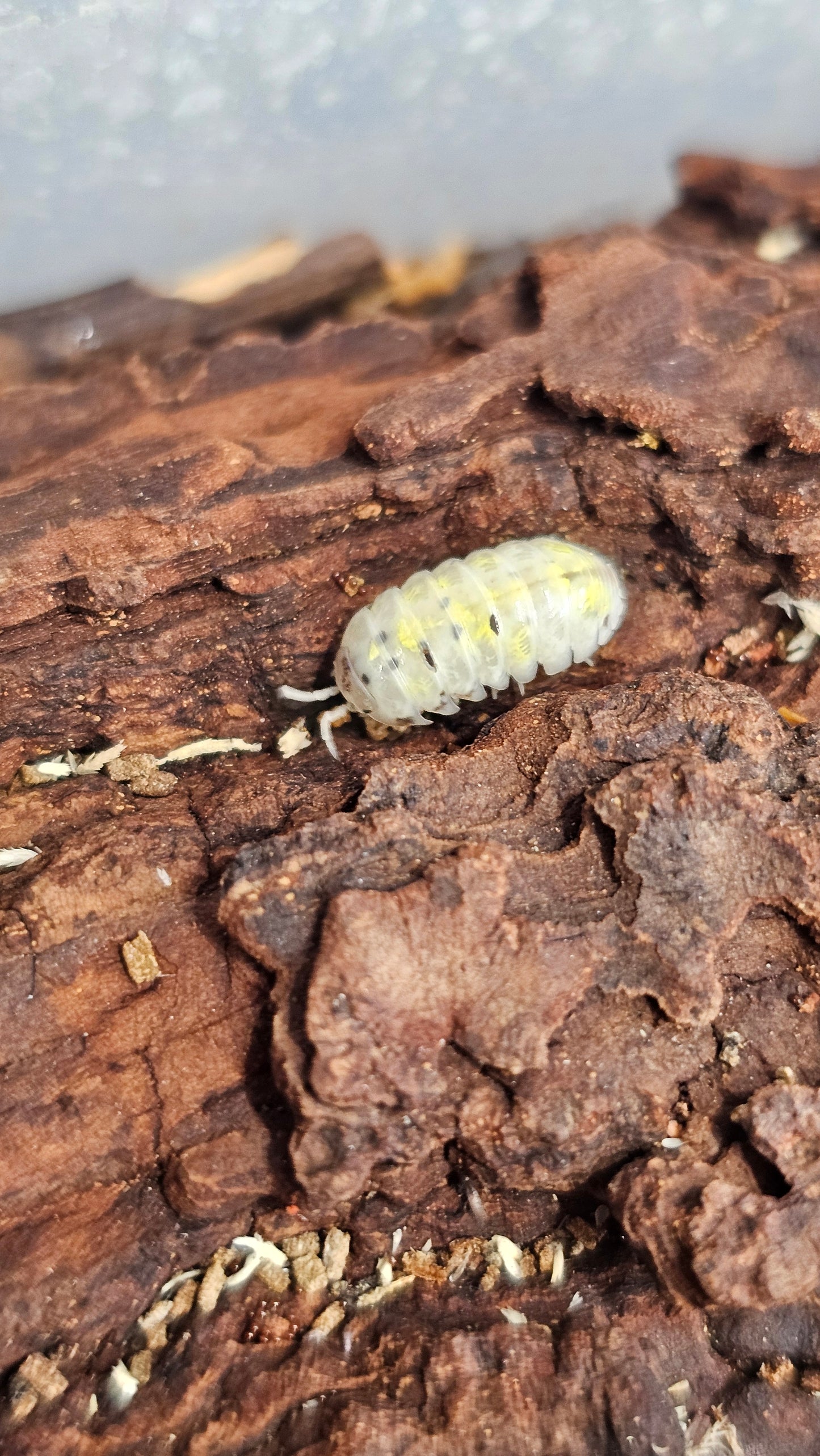 Armadillidium Vulgare Magic Potion