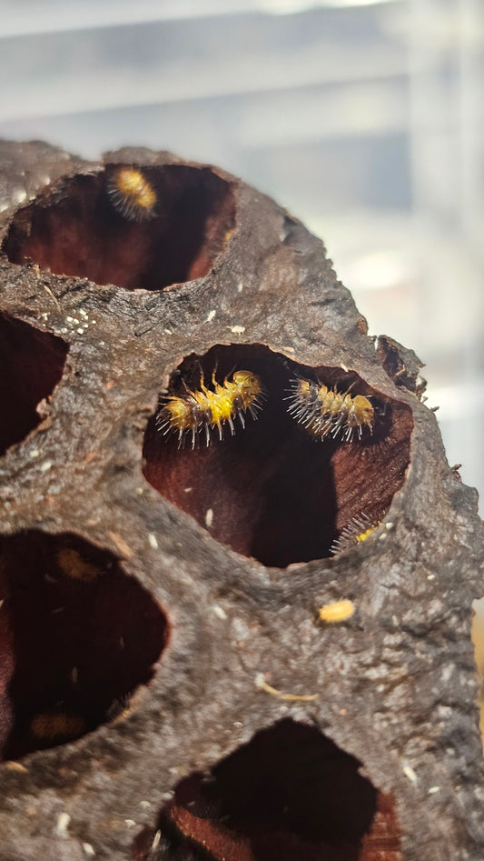 Laureola Durian Spikey