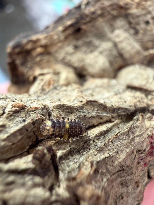Armadillidae Devil's Mask