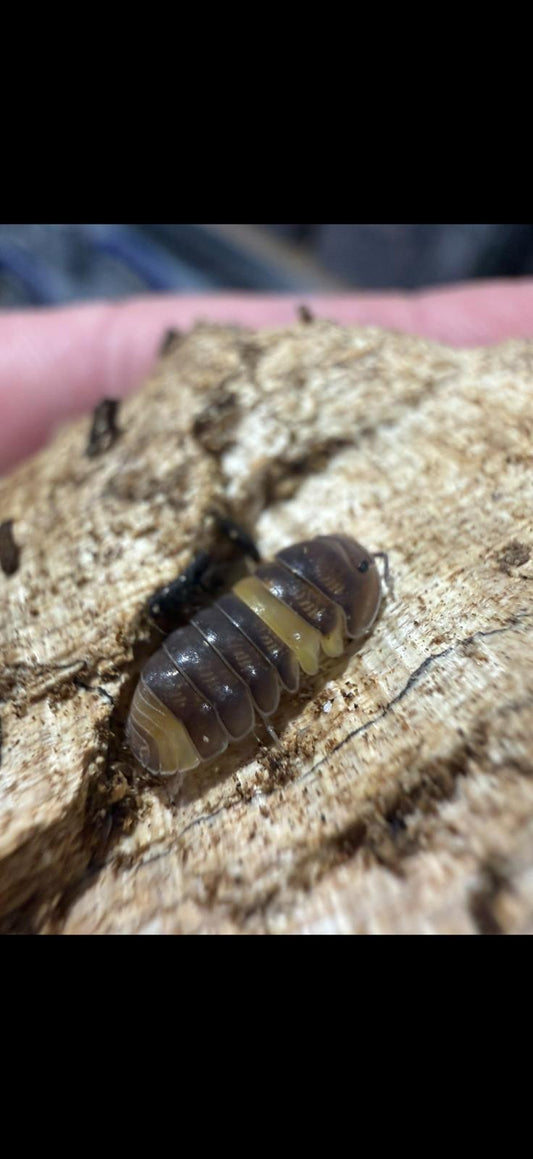 Cubaris sp R13 Ducky