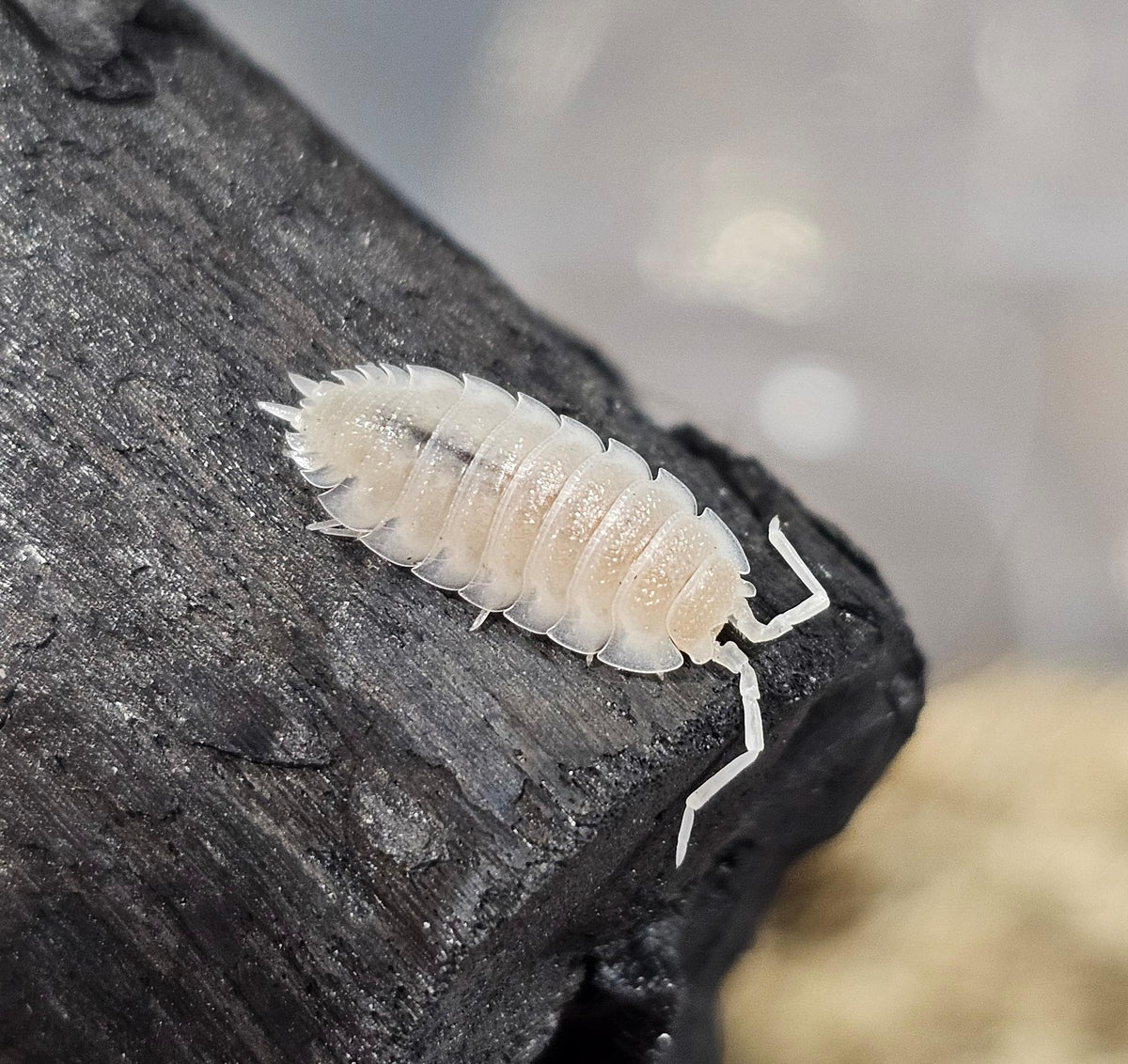 Porcellio hoffmannseggi yeti