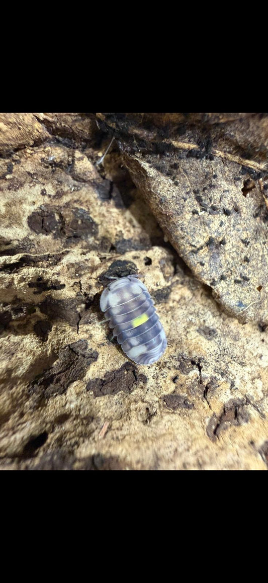 Cubaris sp Amber Firefly