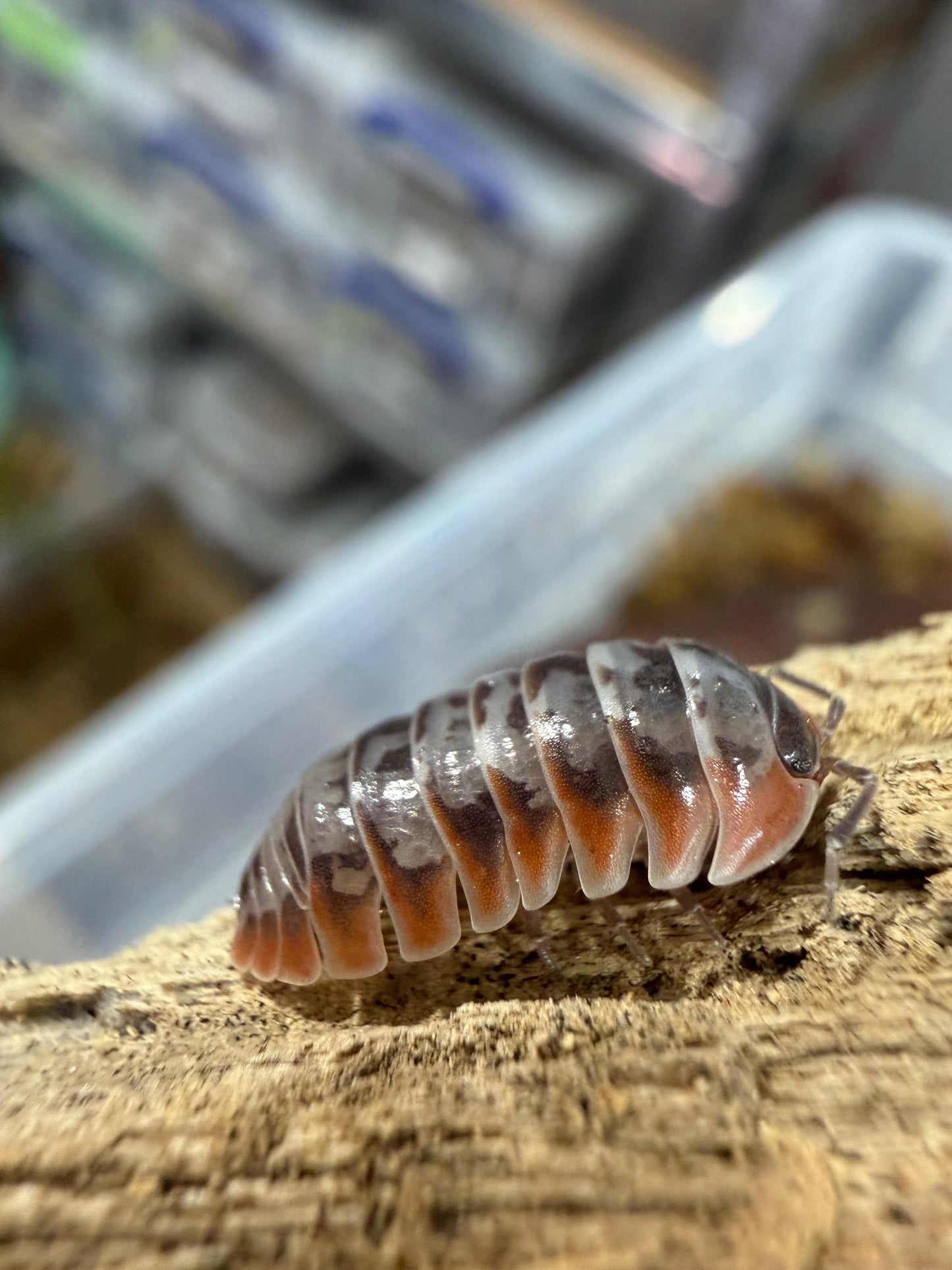 Armadillidium Nebula/Skeleton