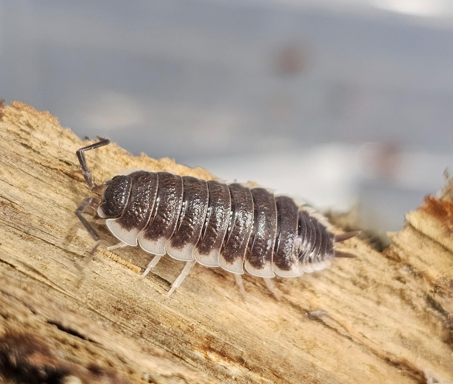 Porcellio sevilla