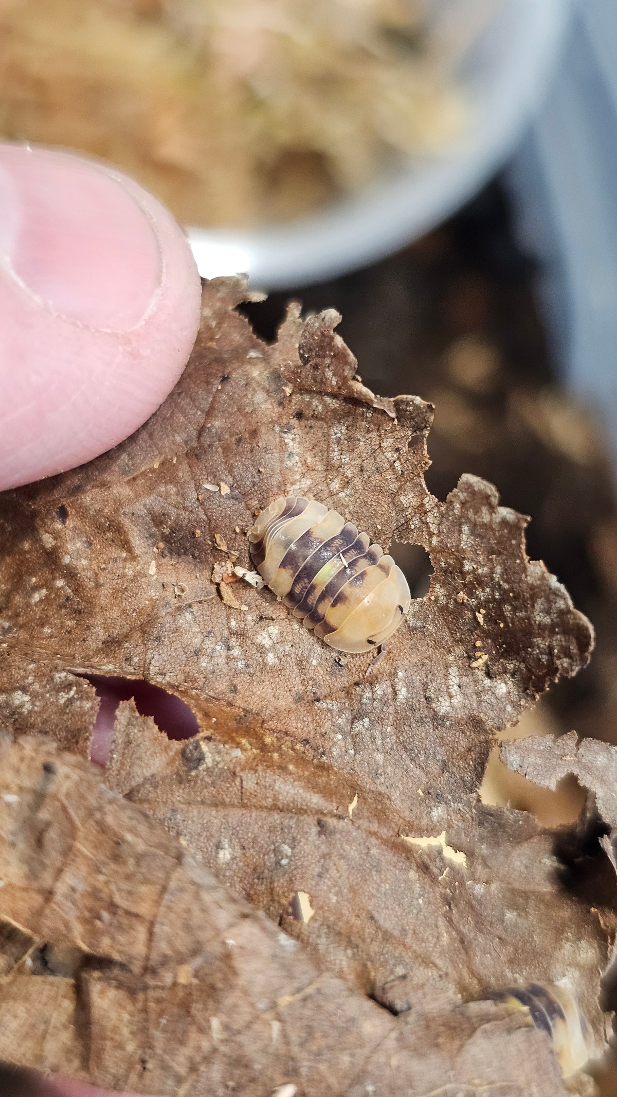 Cubaris sp honey firefly