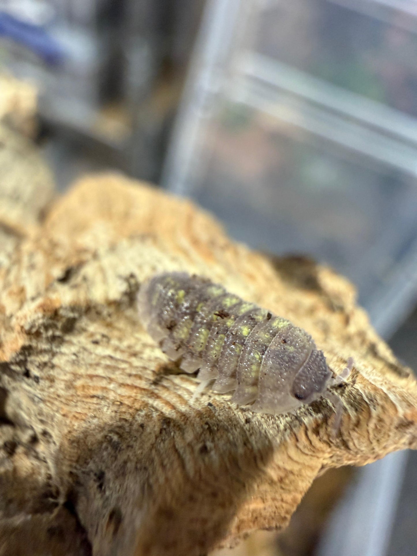 Armadillidium A Beirei