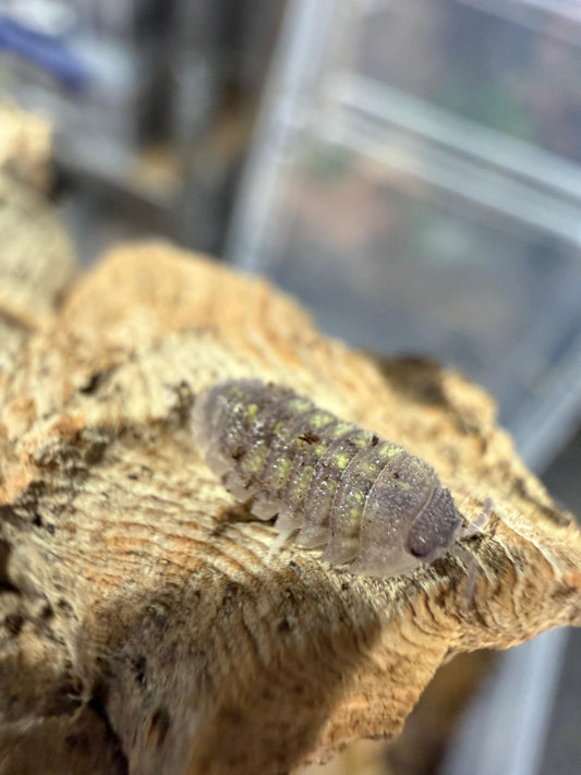 Armadillidium A Beirei