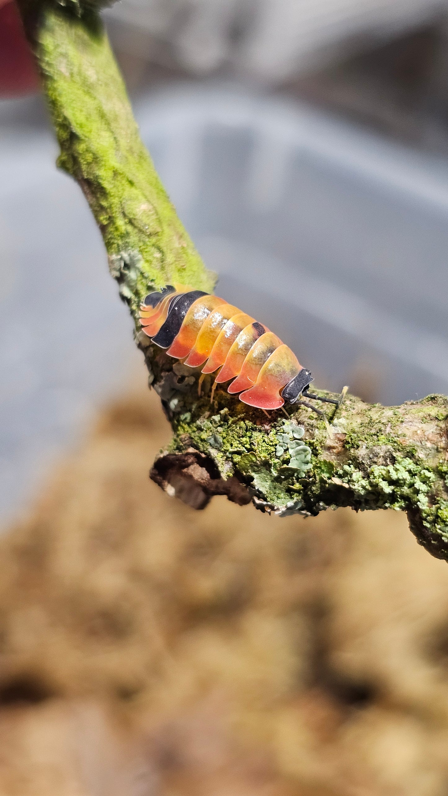 Ardentiella thunderkat