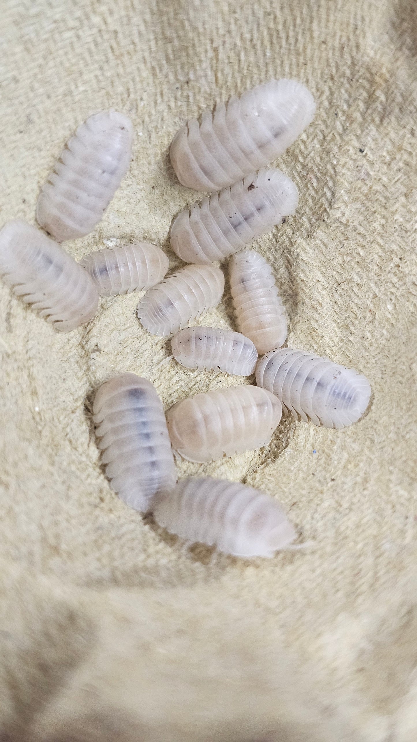 Cubaris panda king white