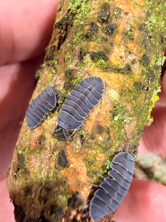 Ardentiella Black Hole