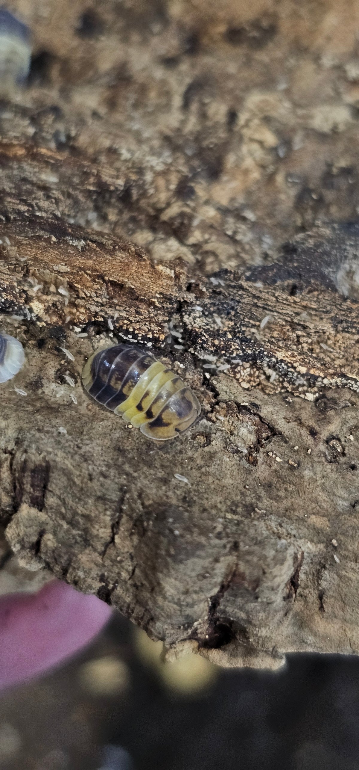Cubaris sp amber panda