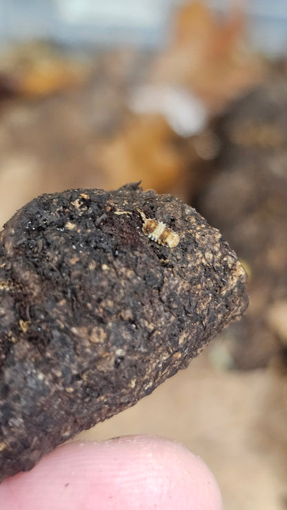 Isopoda sp thai spikey