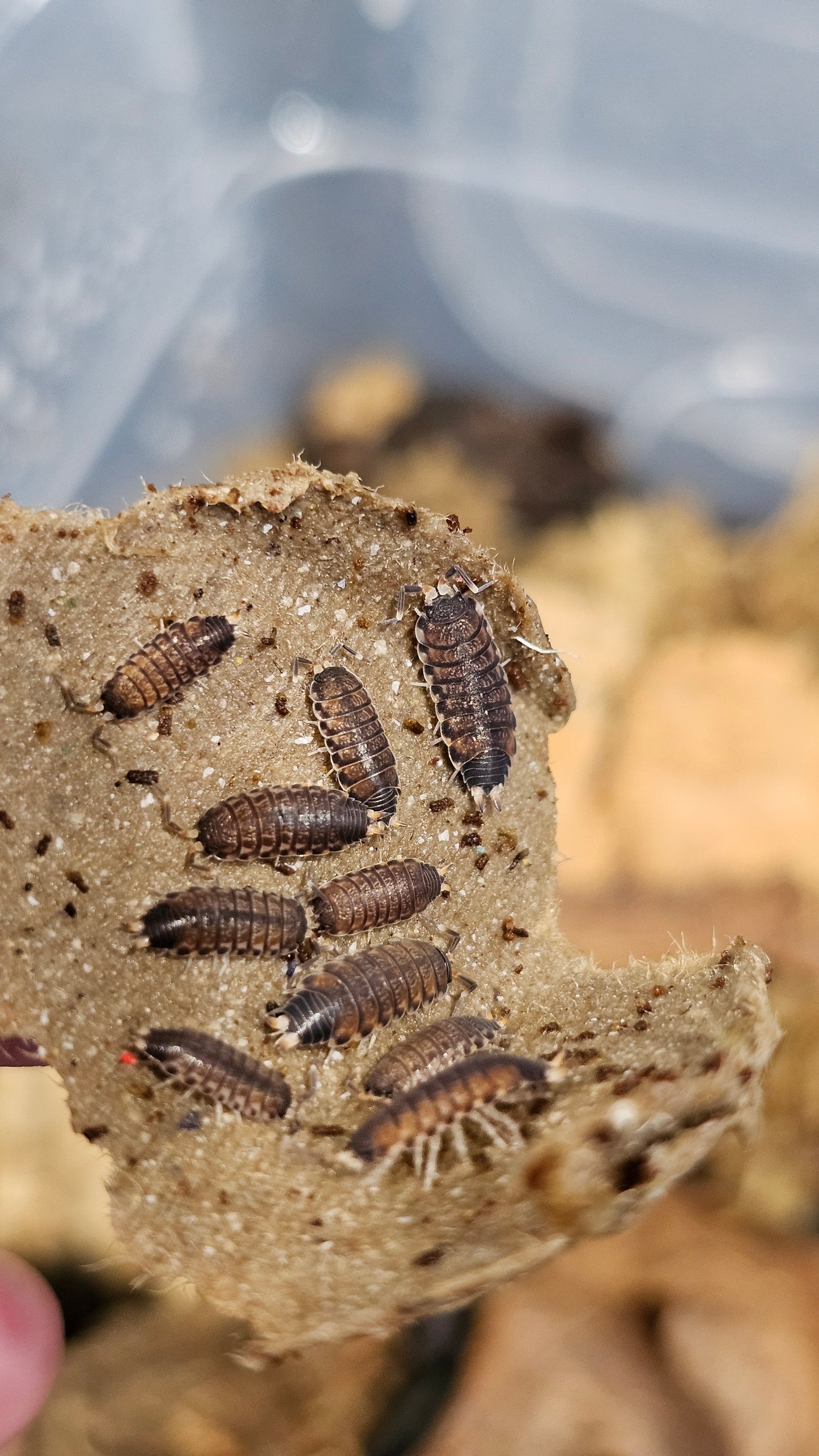 Agnara madagascariensis