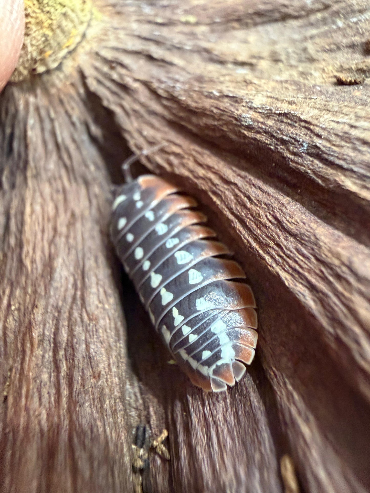 Armadillidium Slano Clown