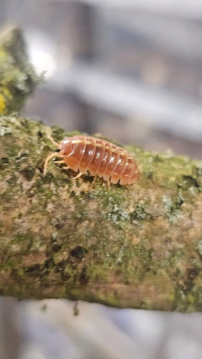 Armadillidium apfelbecki orange