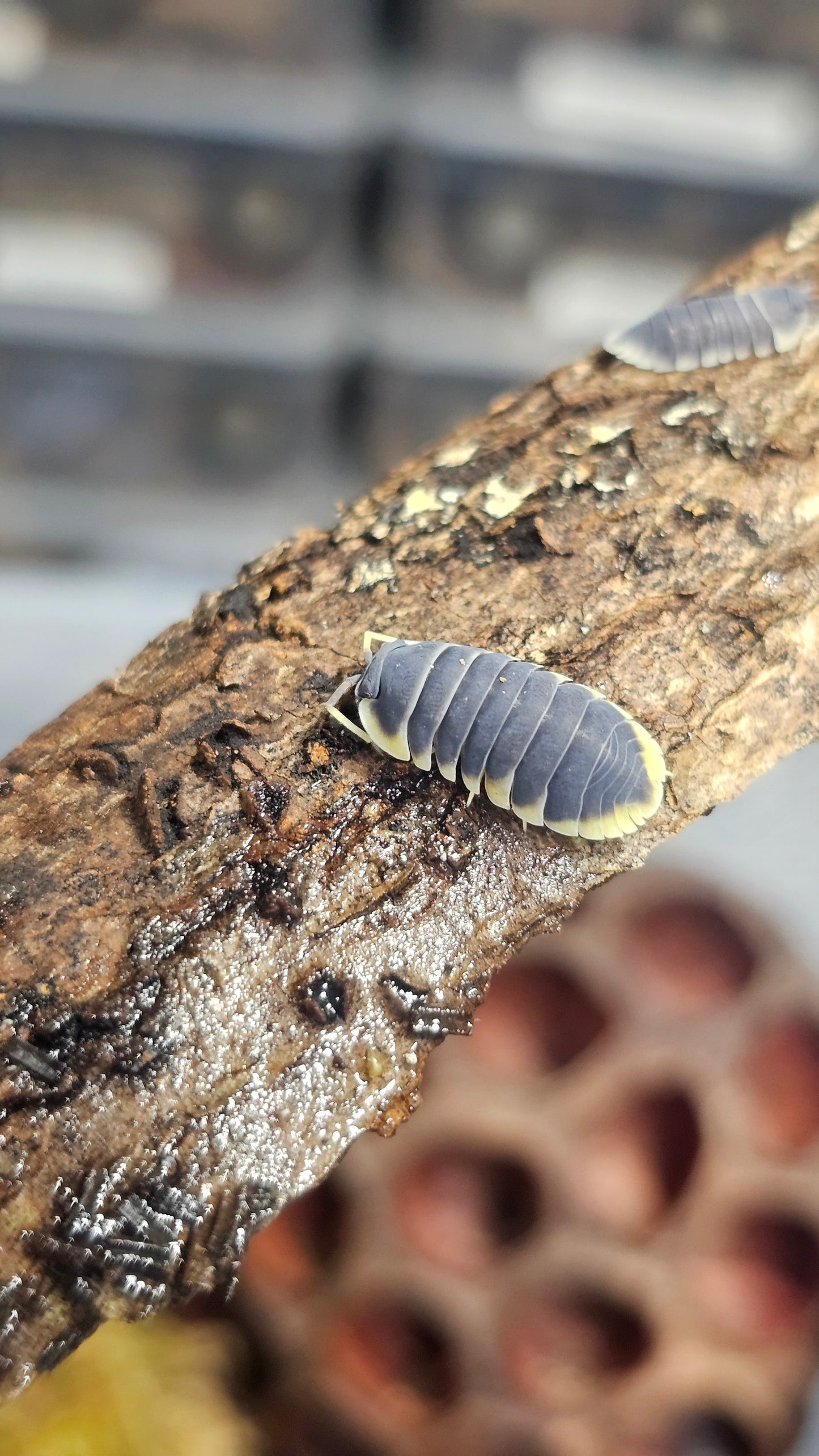 Ardentiella milky edge