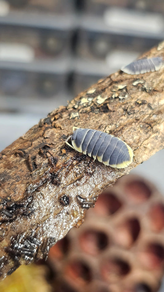 Ardentiella milky edge