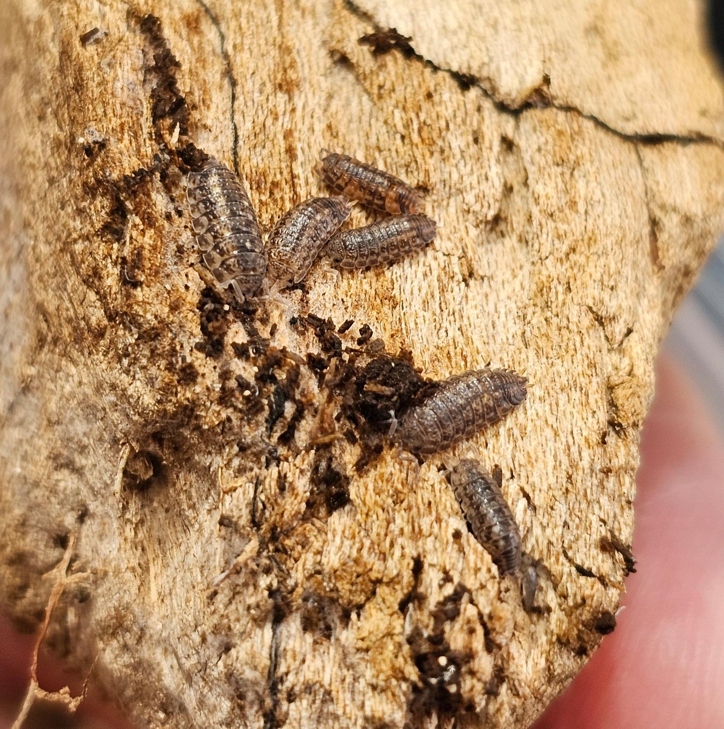 Porcellio scitus giant Flagellum Maderia