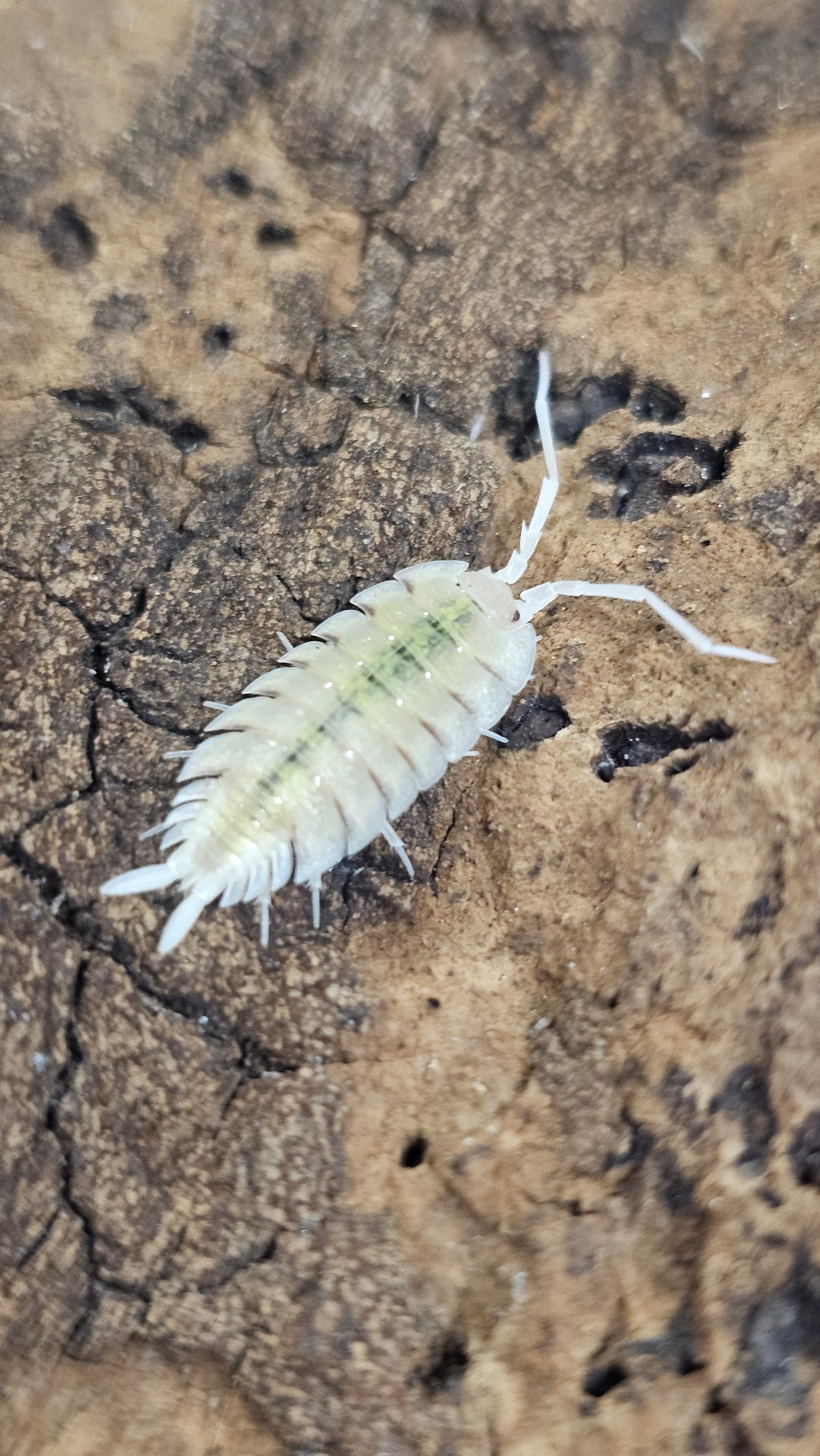 Porcellio bolivari lemonade