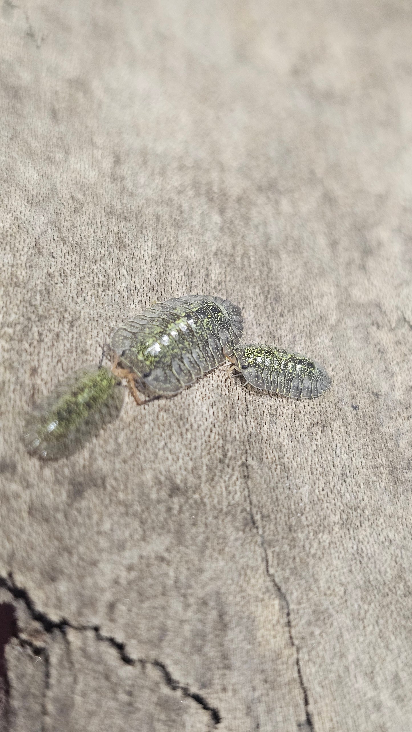 Troglodillo green spot