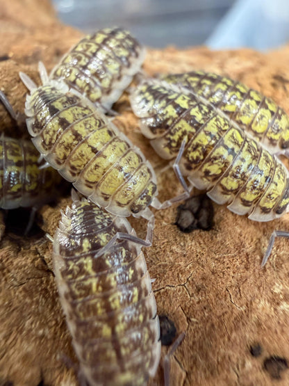 Porcellio Haasi Bardenas