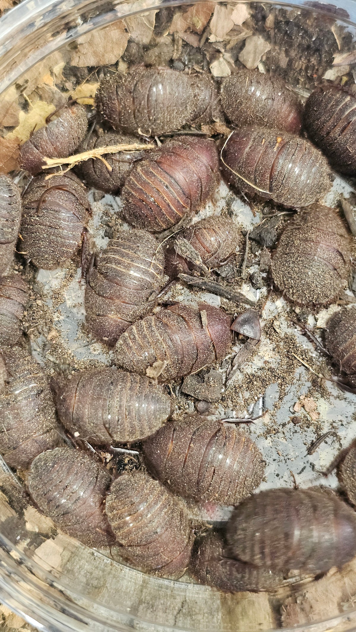 ergaula capucina