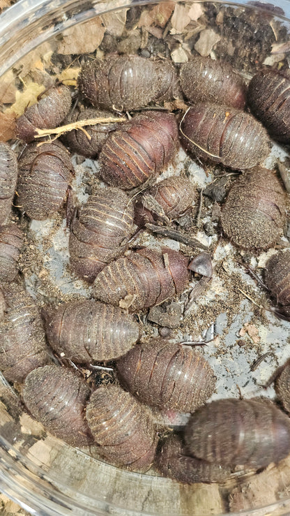 ergaula capucina