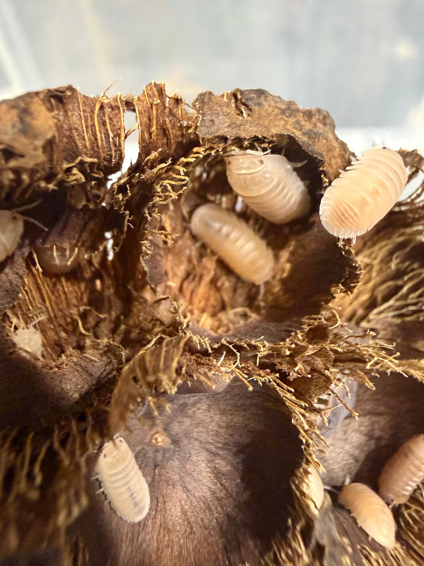 Cubaris Murina Papaya