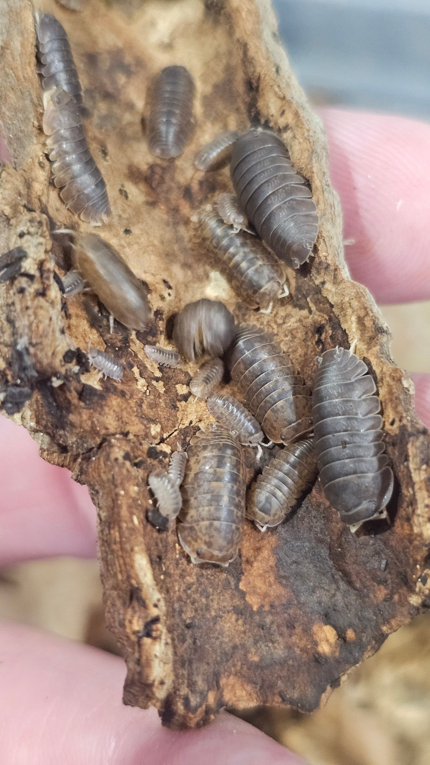 Fillipinodillo nakar