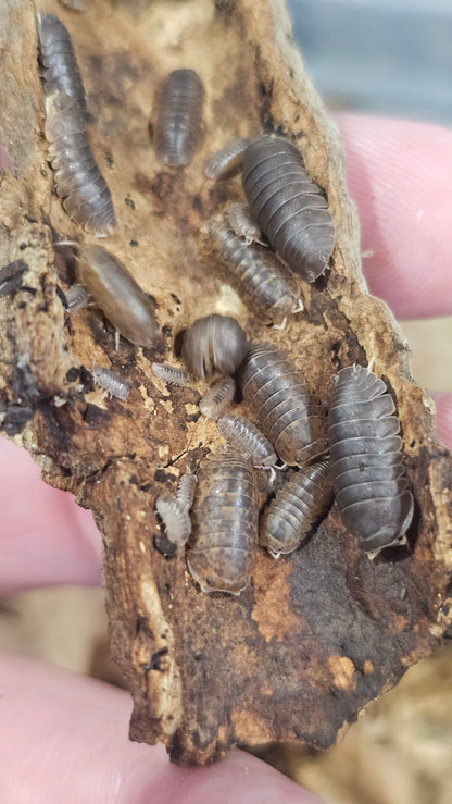 Fillipinodillo nakar