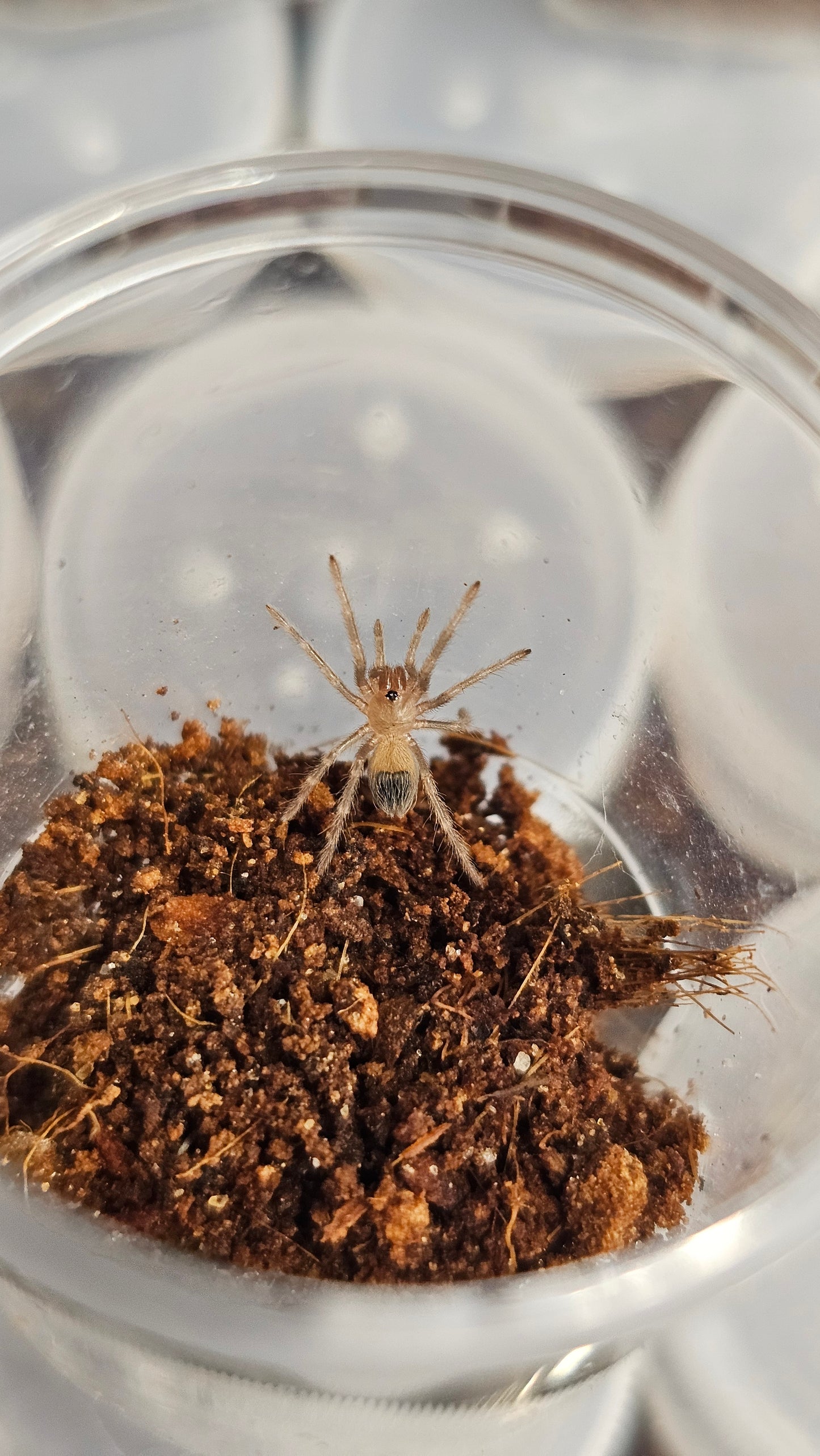 Lasiodora parahybana
Salmon Pink bird eater 0.5 cm sling