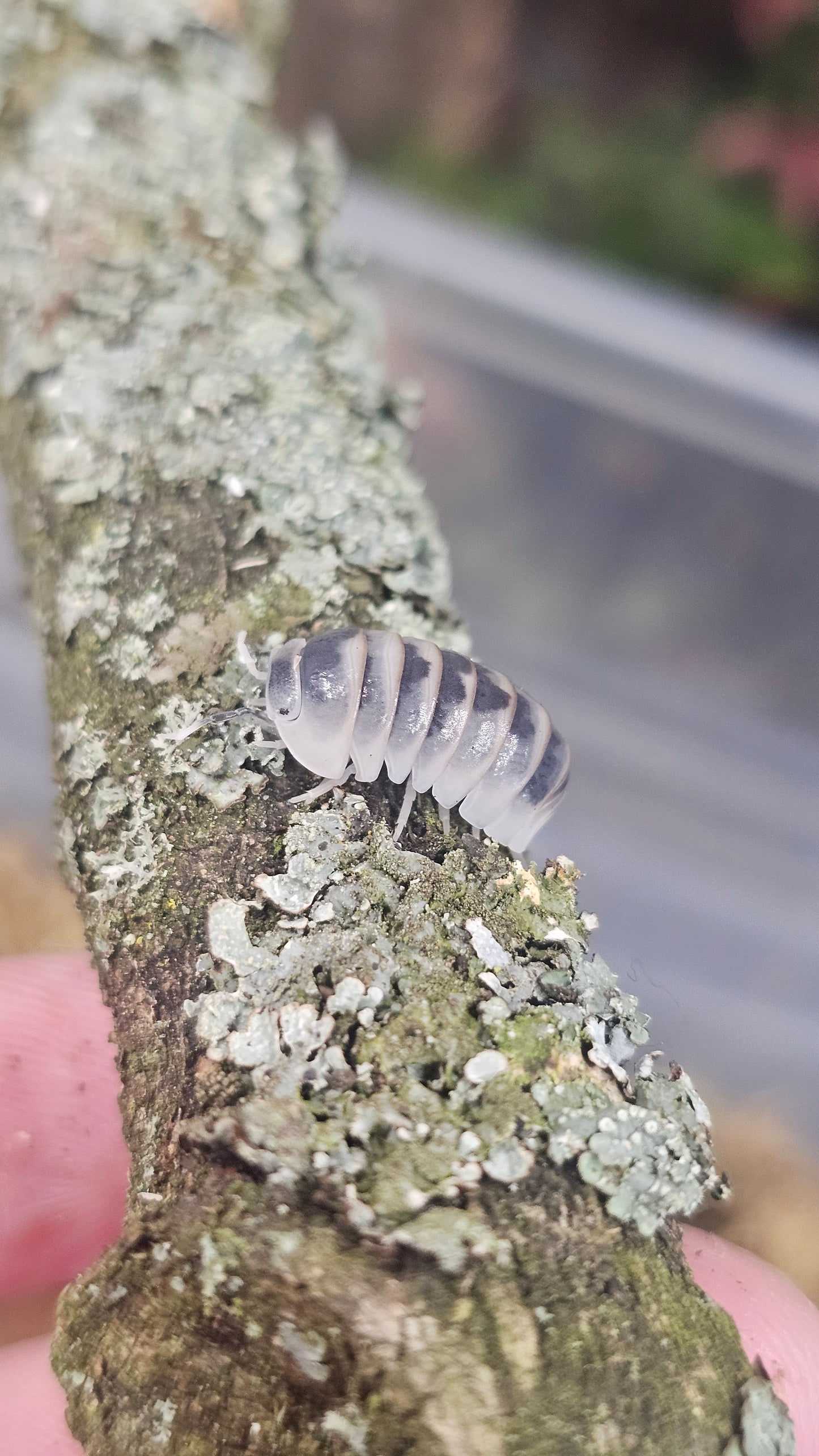 armadillo officinalis tamarix