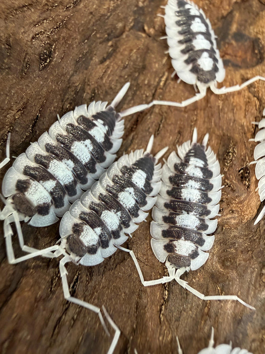 Porcellio Succinctus Black Rib