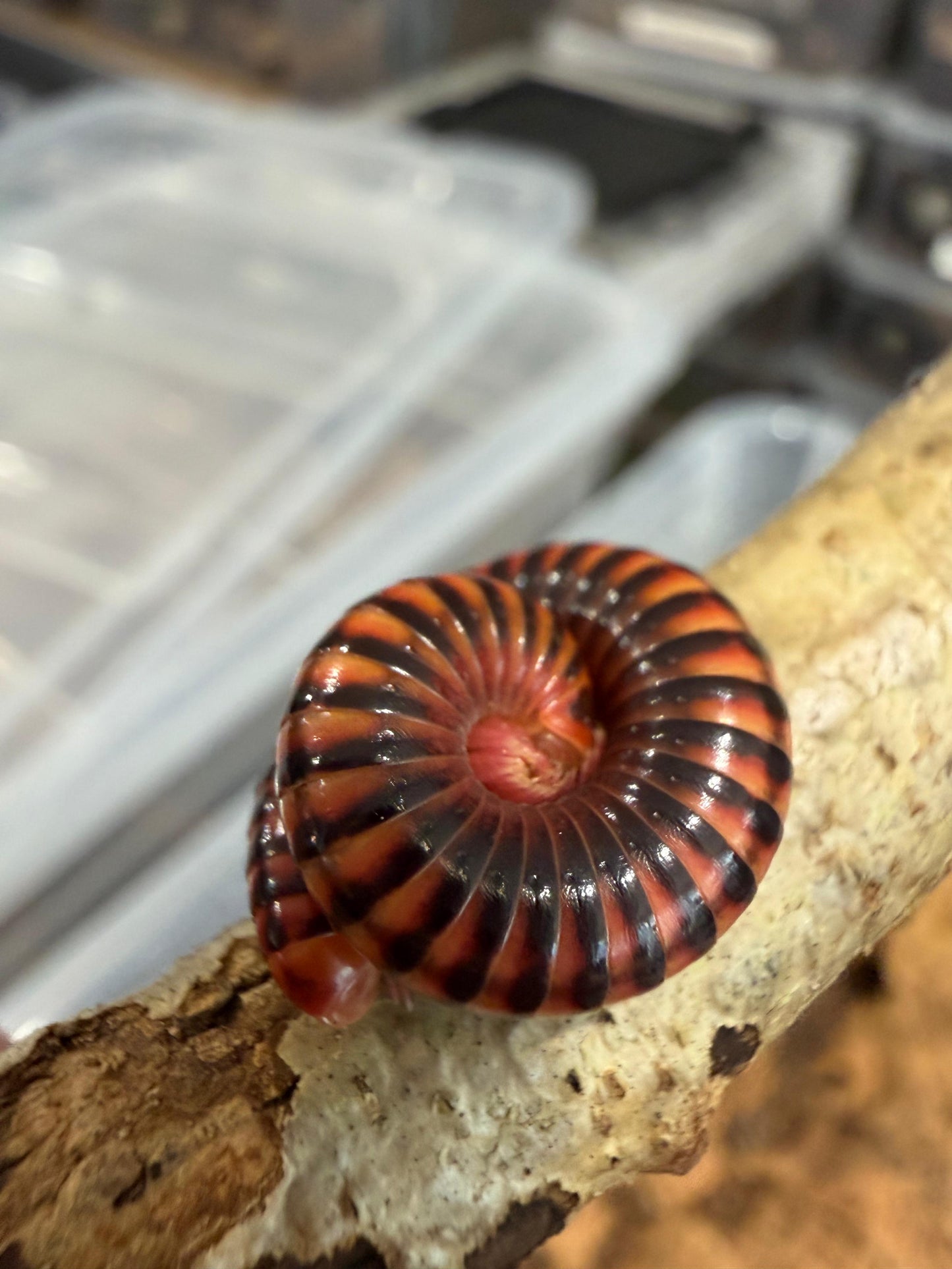 Black Fire Millipede