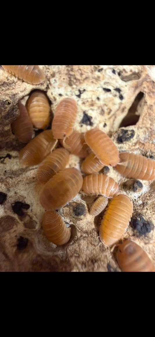 Cubaris Murina Mandarin