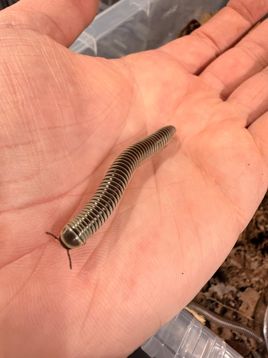 Ivory Millipede Chicobolus Spinigerus