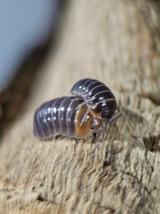 Armadillidium flavoscutatum red head