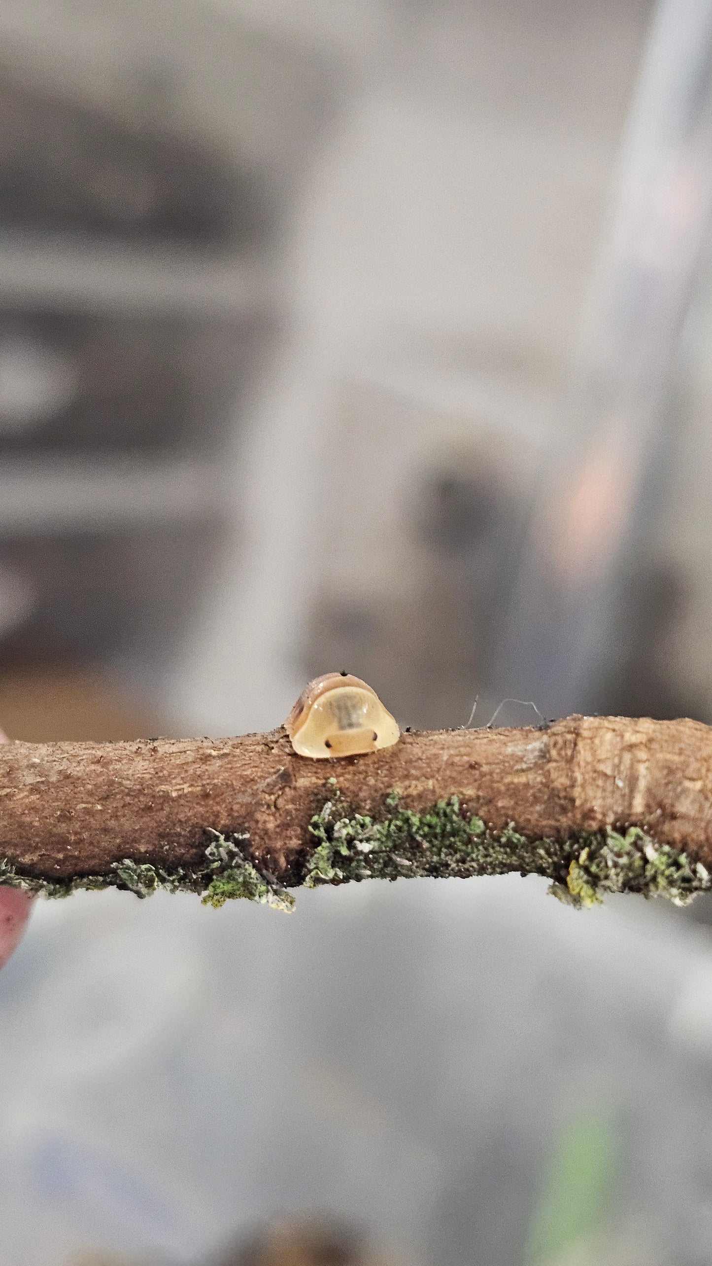Cubaris sp rubber ducky blonde