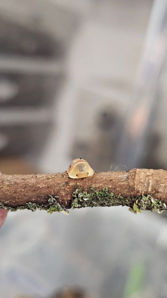 Cubaris sp rubber ducky blonde