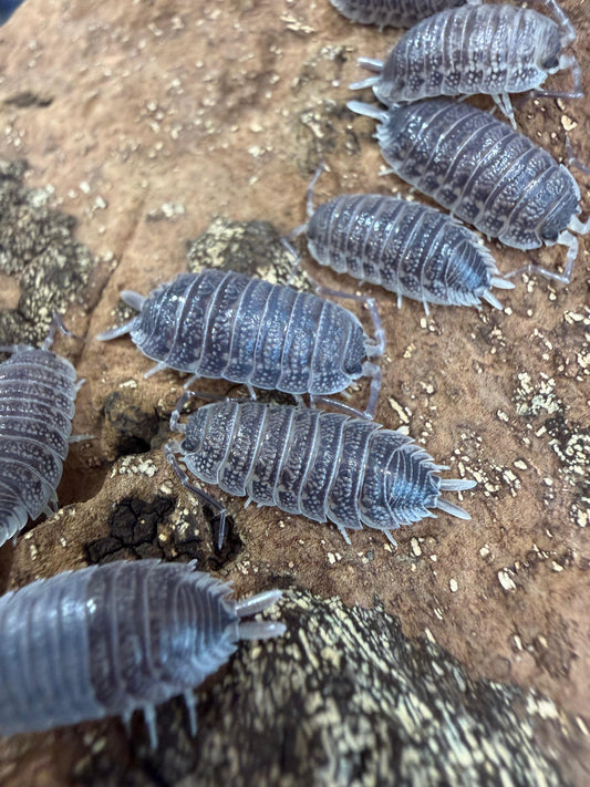Porcellio Hoffmannseggi Sordidus