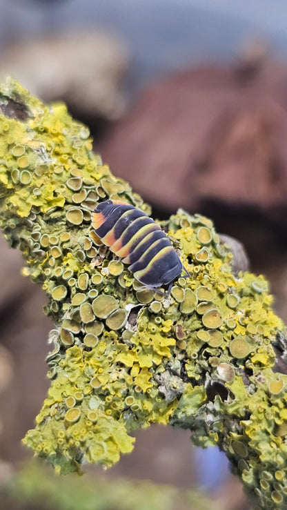 Ardentiella ember bee yellow/orange morph