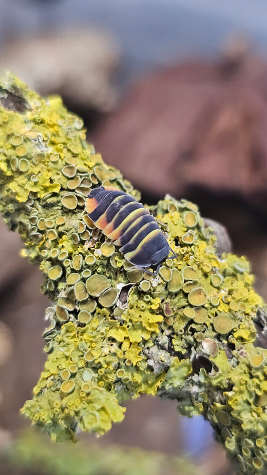 Ardentiella ember bee yellow/orange morph